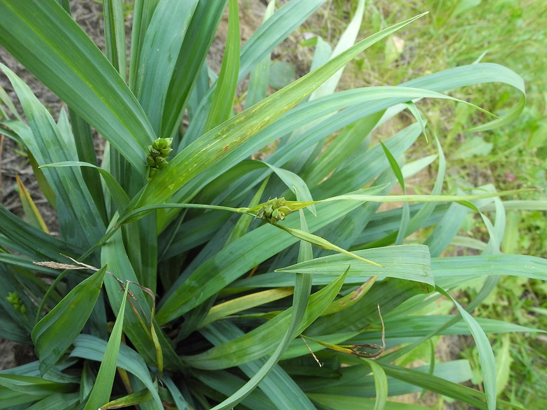 Image of Carex laxiculmis specimen.