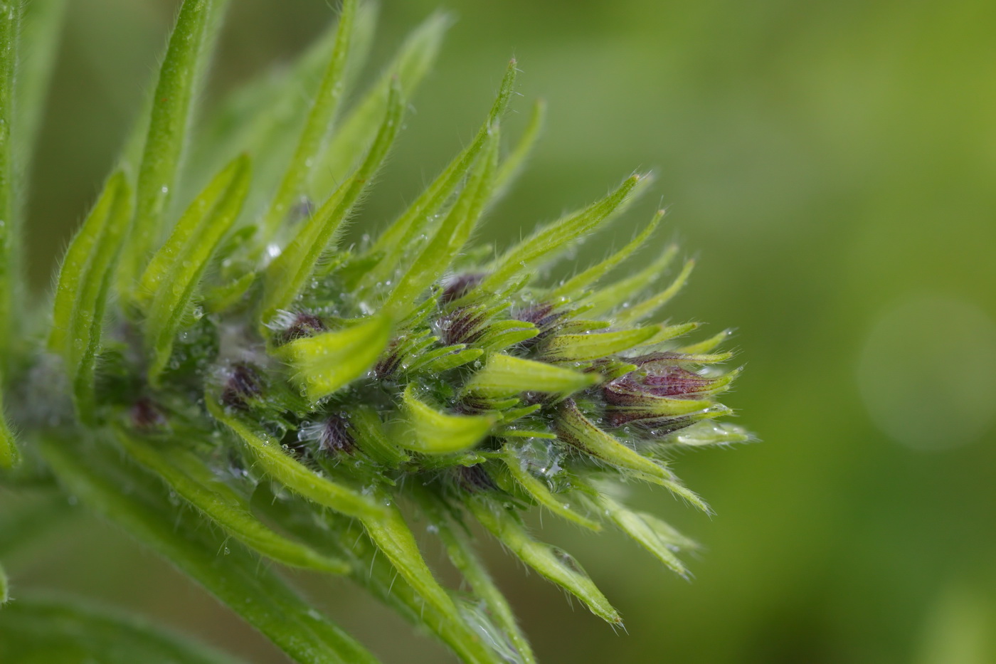 Image of Echium vulgare specimen.