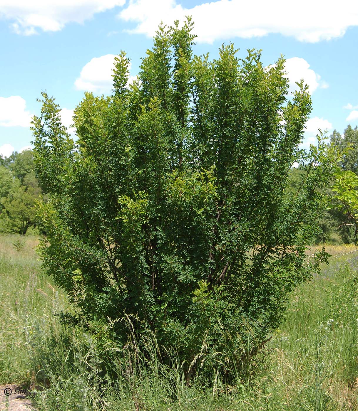 Image of Caragana arborescens specimen.