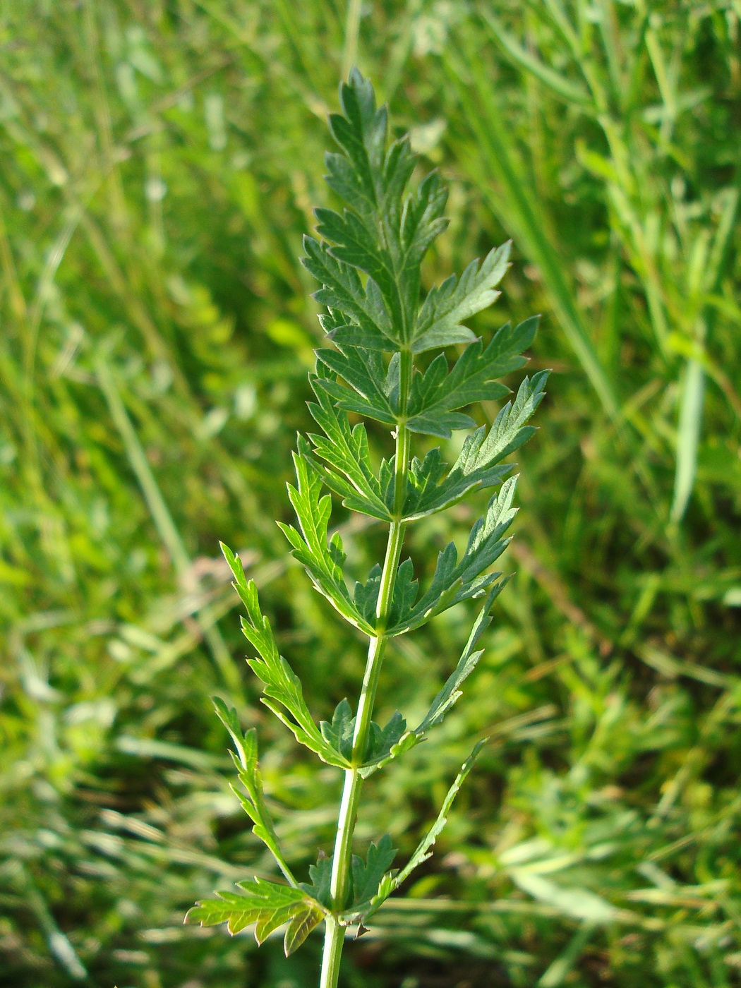 Image of Seseli libanotis specimen.