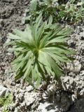 Delphinium fissum