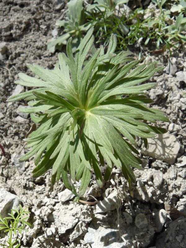 Изображение особи Delphinium fissum.