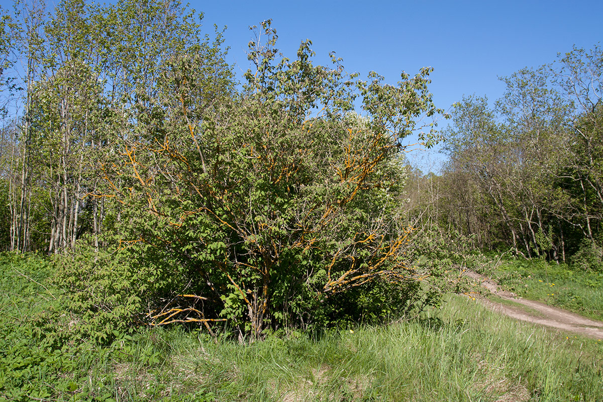 Image of Lonicera xylosteum specimen.