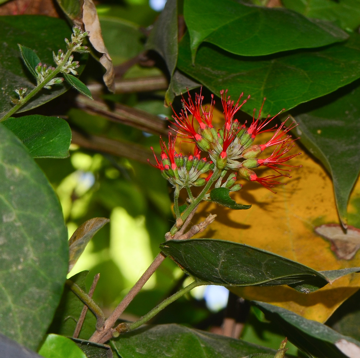 Image of Combretum microphyllum specimen.