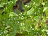 Valerianella locusta