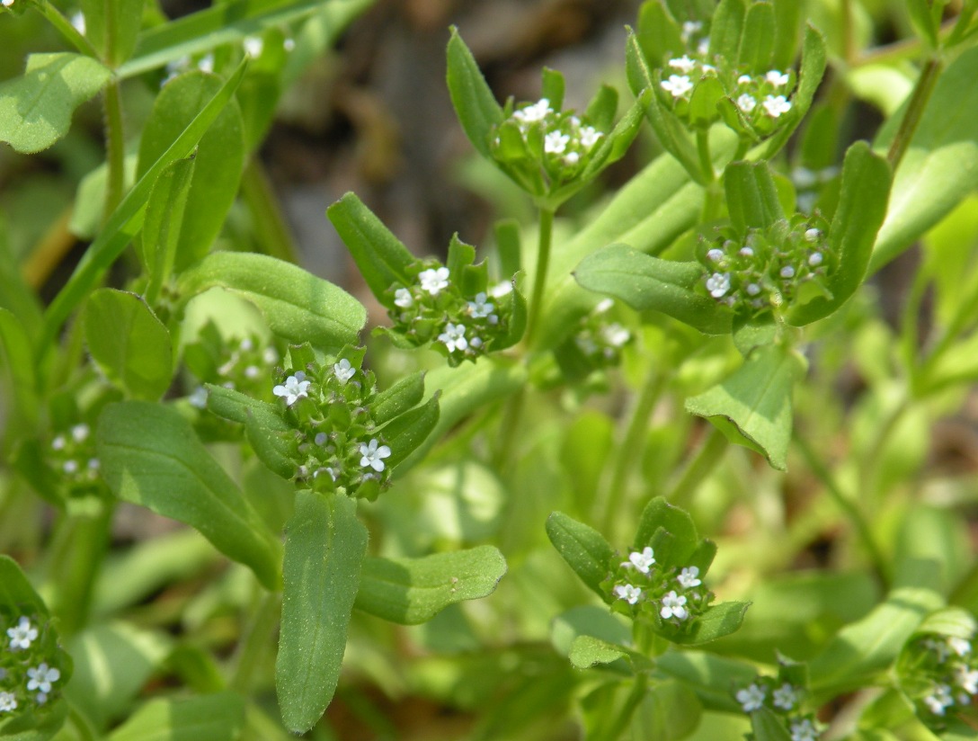 Изображение особи Valerianella locusta.