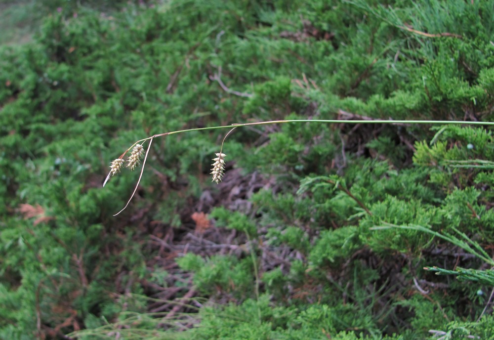 Image of genus Carex specimen.