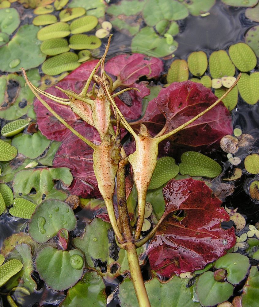 Image of Trapella sinensis specimen.