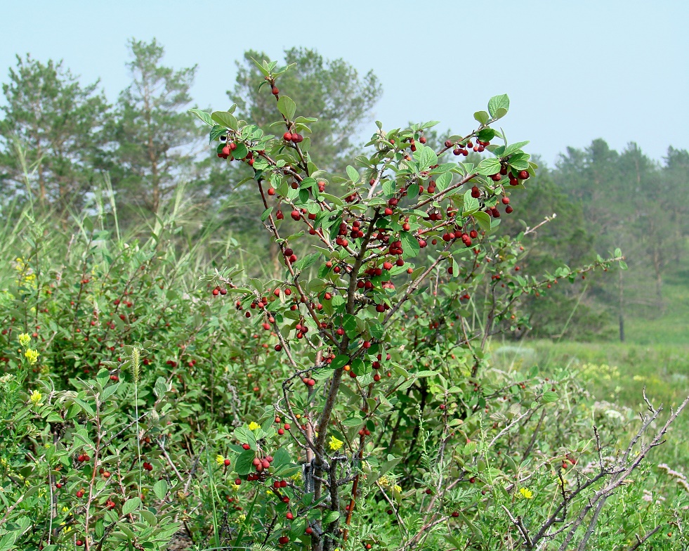 Image of Cotoneaster melanocarpus specimen.