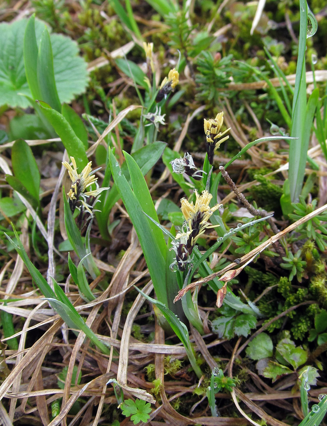 Image of Carex rariflora specimen.