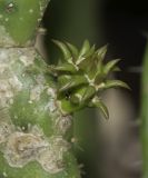 Opuntia cochenillifera