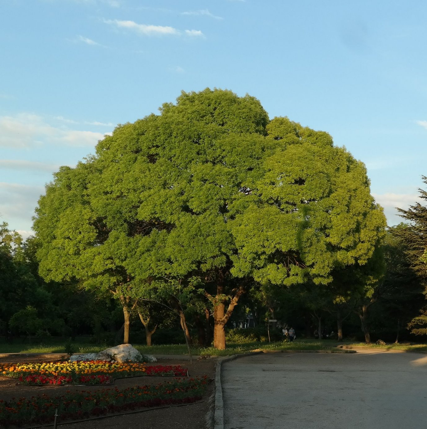 Image of genus Fraxinus specimen.