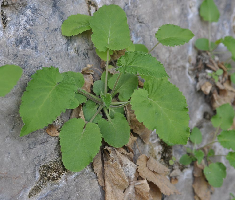 Image of Campanula pendula specimen.