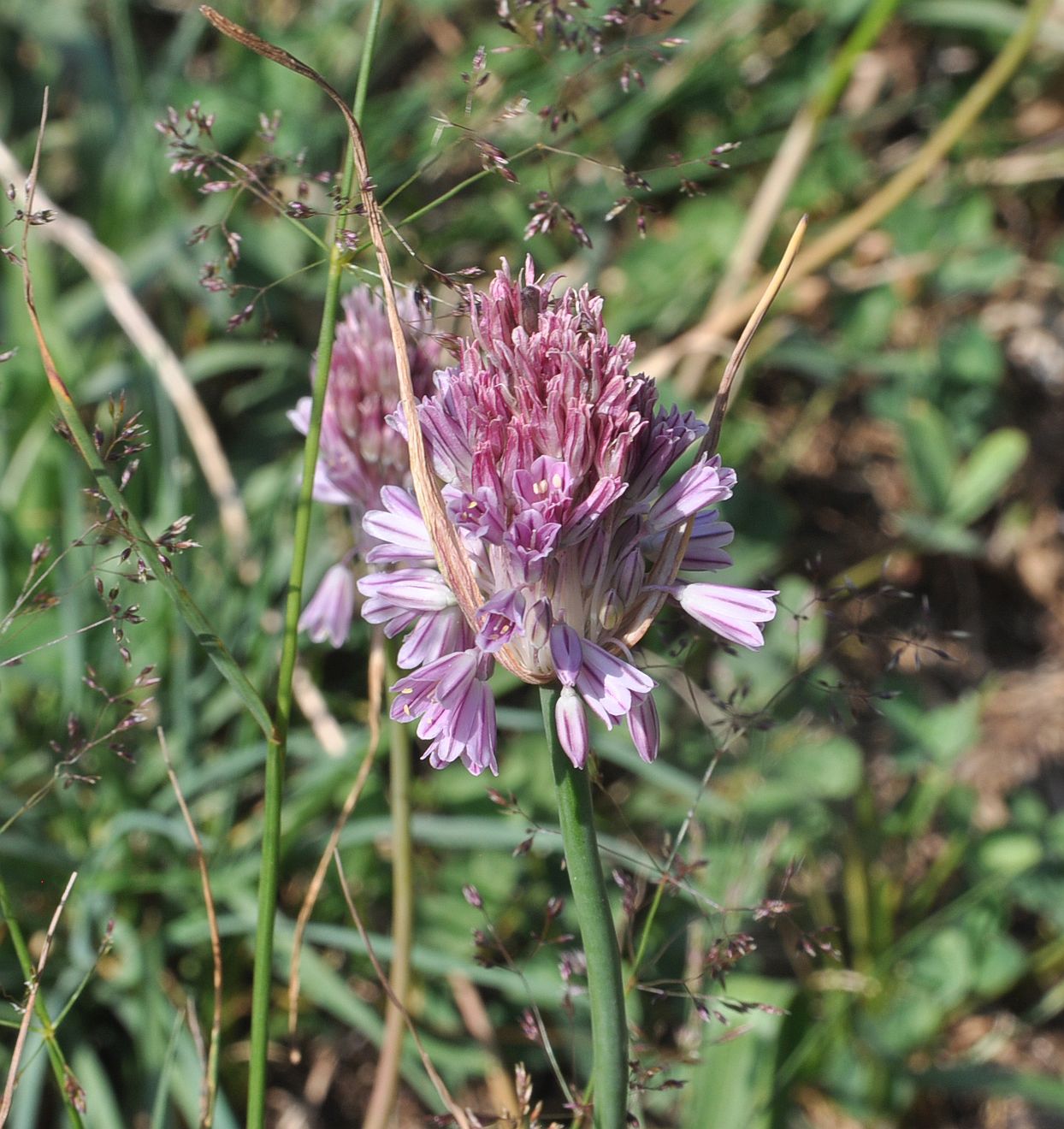 Image of Allium kunthianum specimen.