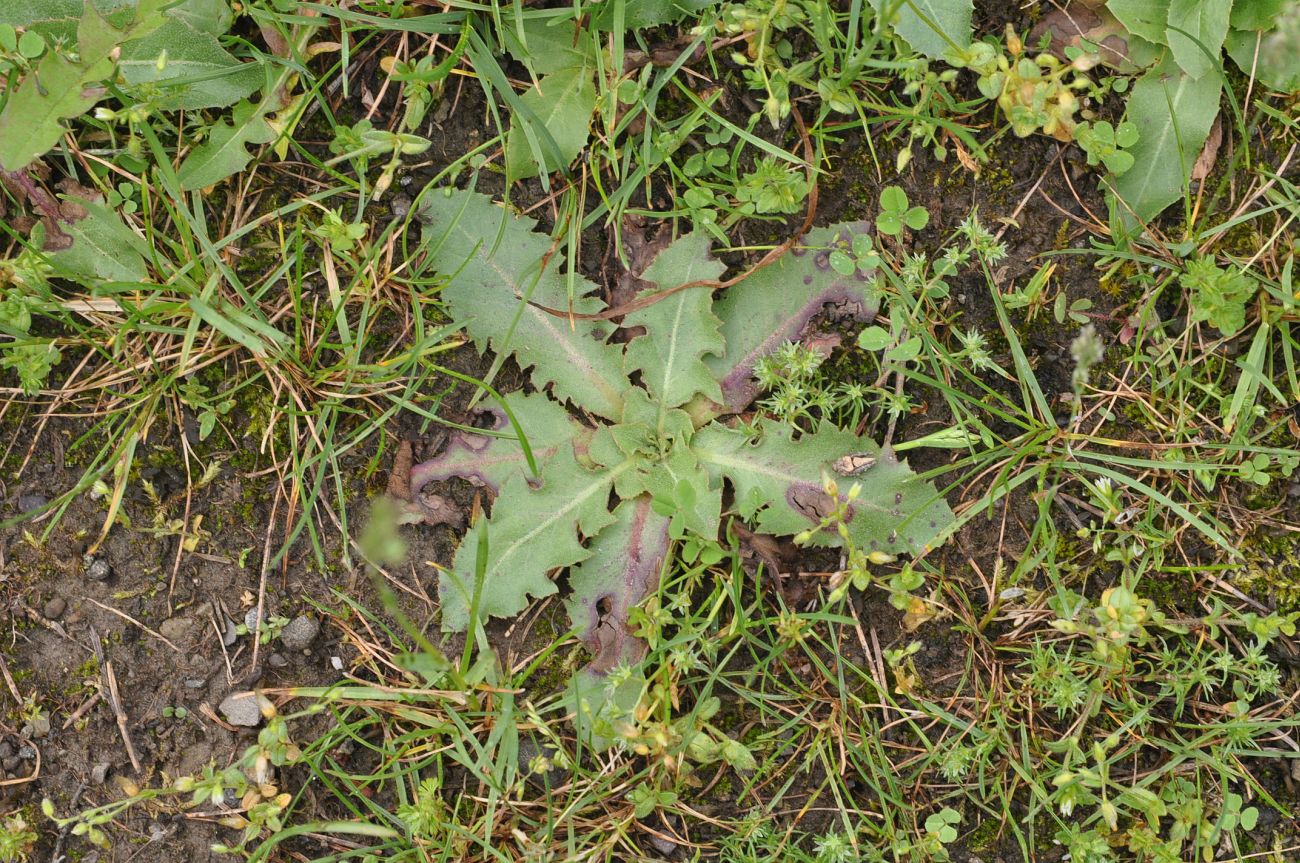 Image of Hypochaeris radicata specimen.