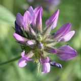 Psoralea bituminosa subspecies pontica