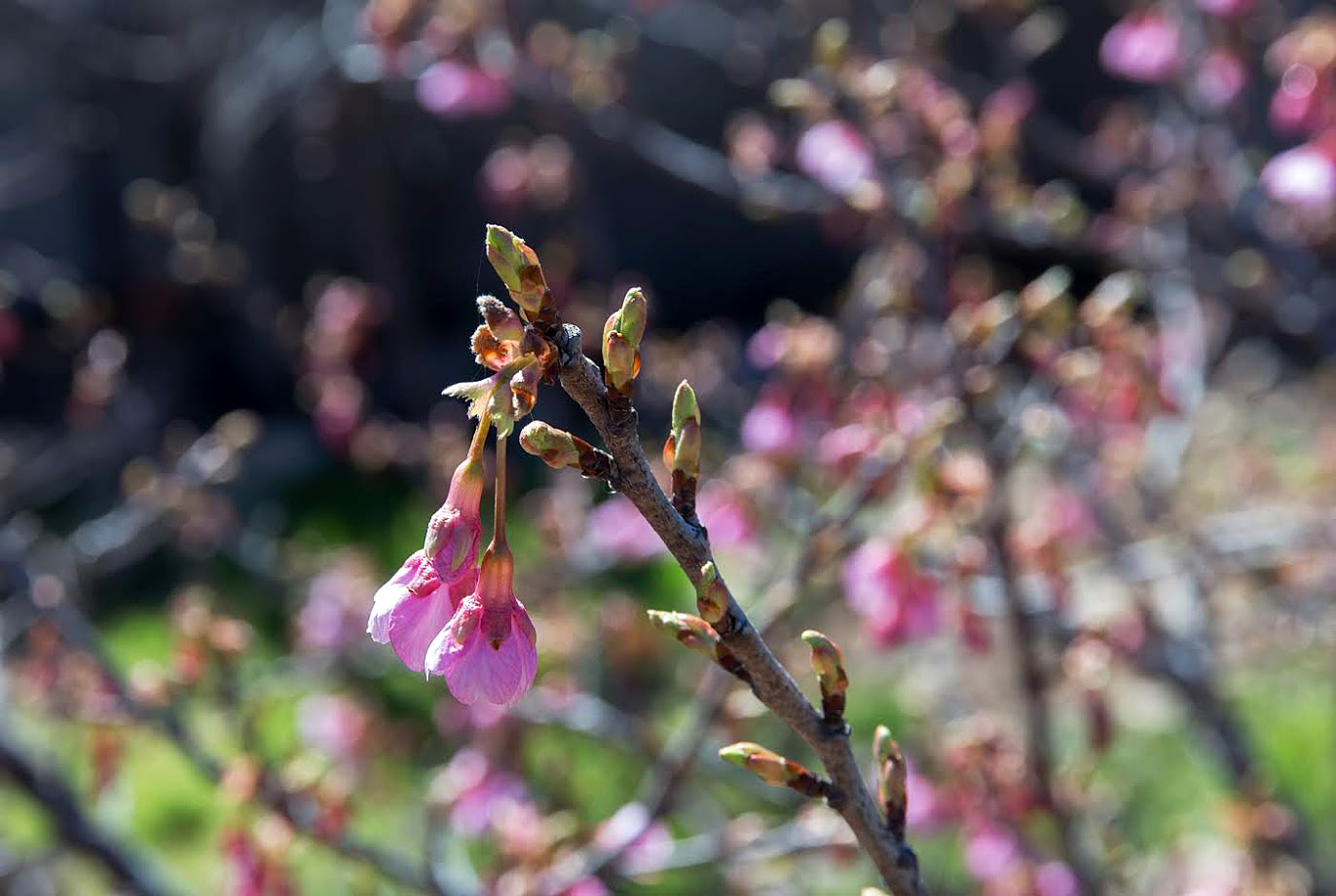 Изображение особи семейство Rosaceae.