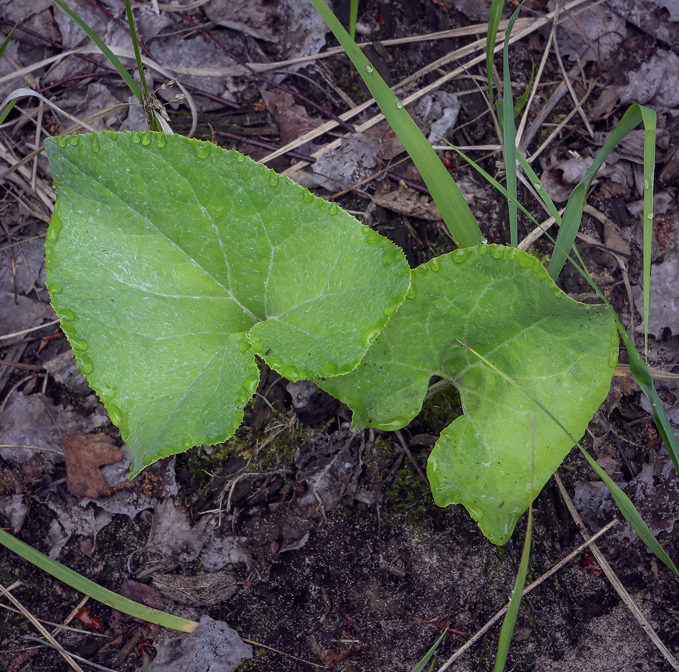 Image of Petasites spurius specimen.