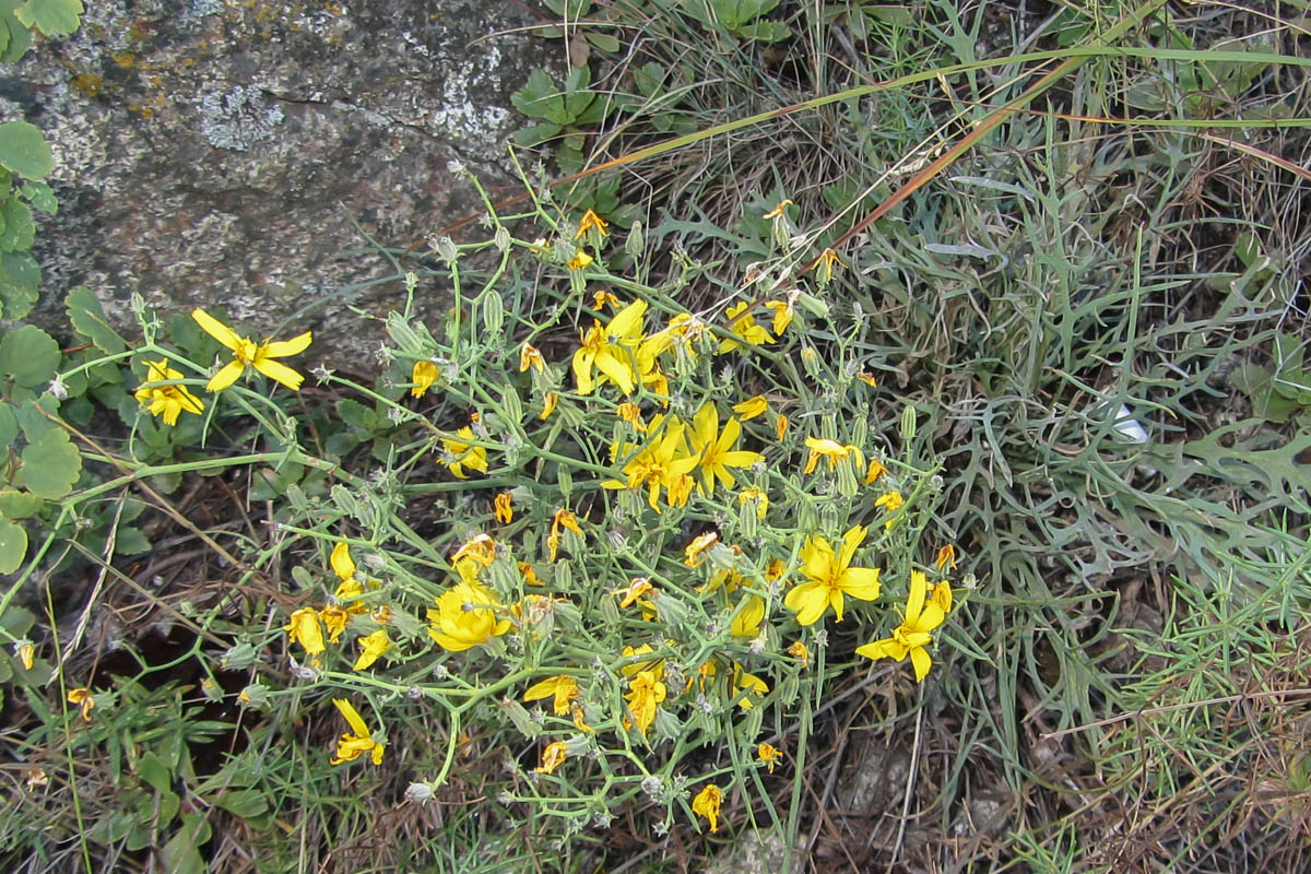 Image of Youngia tenuifolia ssp. altaica specimen.