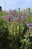 Borago officinalis. Цветущие растения. Испания, Каталония, провинция Жирона, комарка Альт-Эмпорда, окр. г. Фигерас, травянистый склон. 31.03.2019.