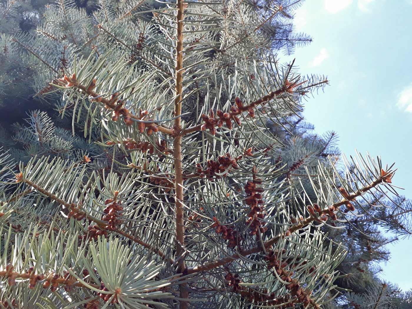 Image of Abies concolor specimen.