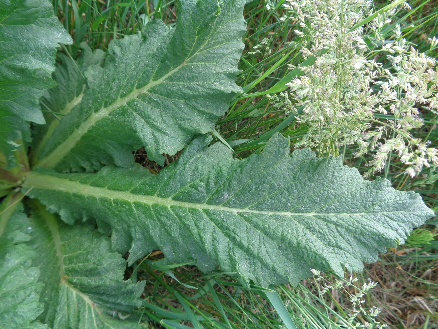 Image of Verbascum lychnitis specimen.