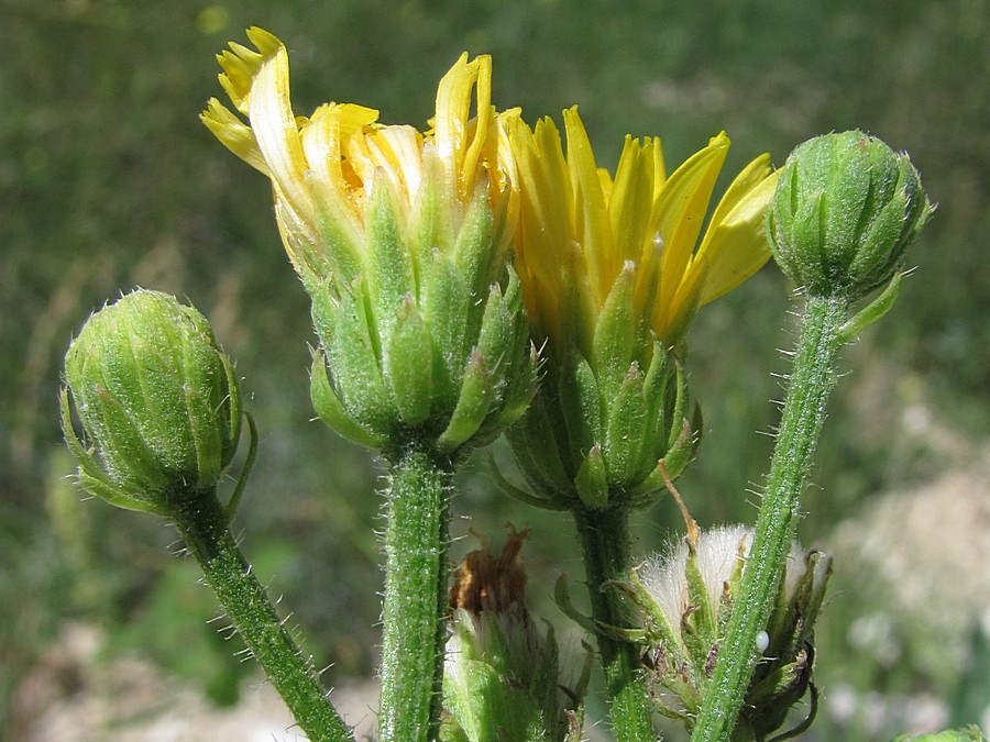 Image of Picris hieracioides specimen.