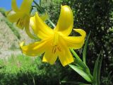 Lilium monadelphum