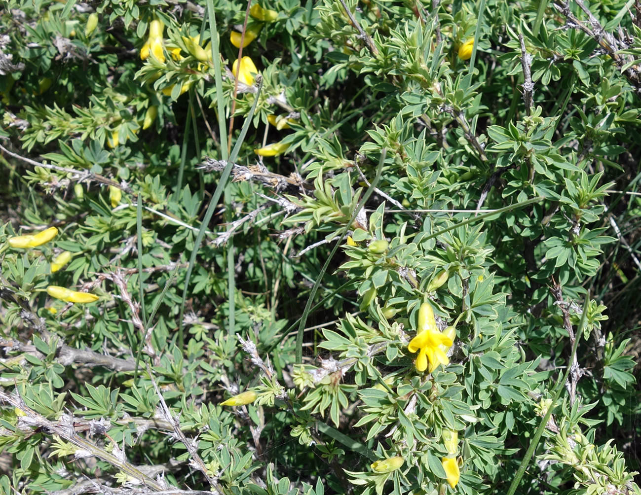 Image of Caragana aurantiaca specimen.