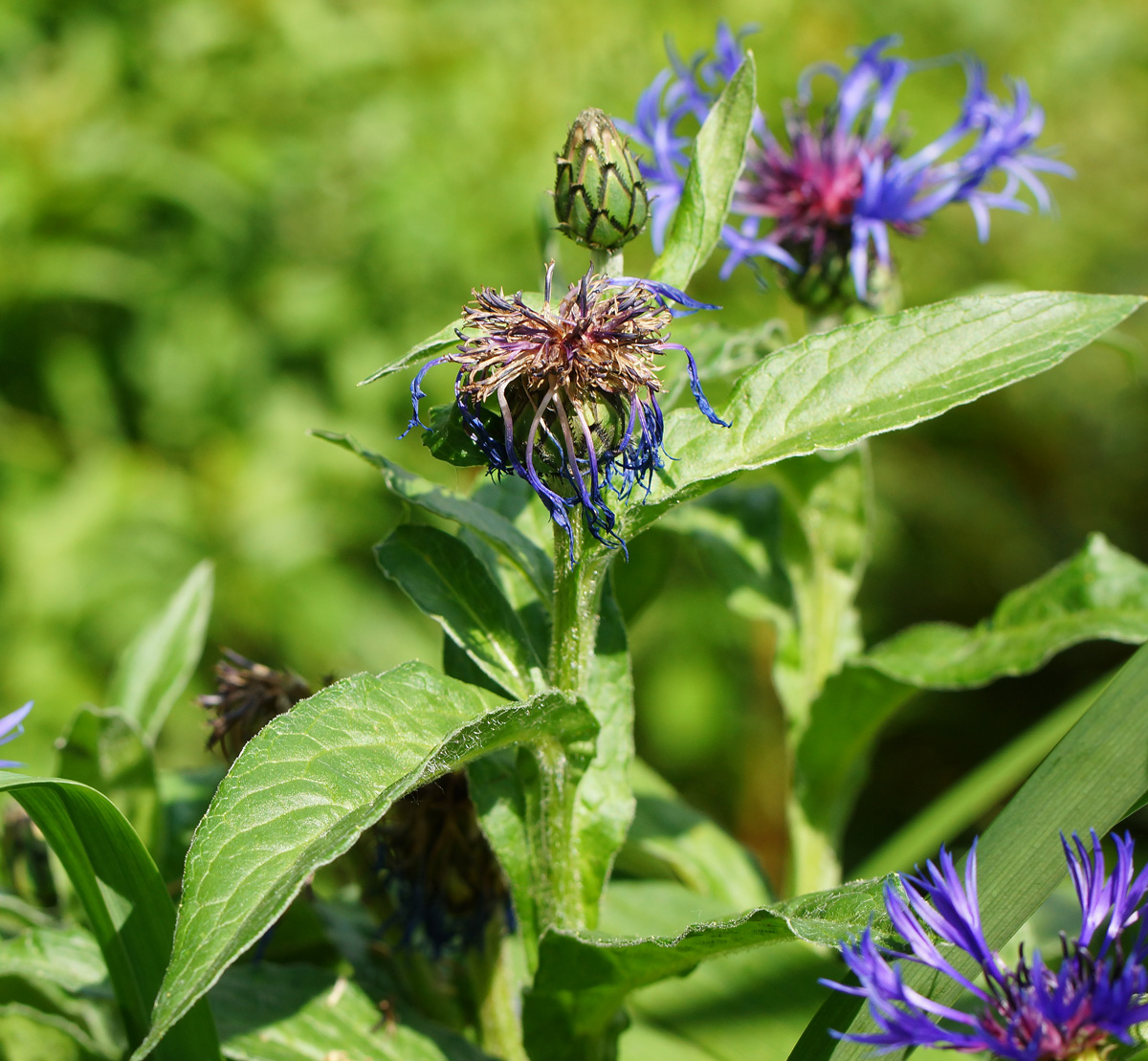 Image of Centaurea montana specimen.