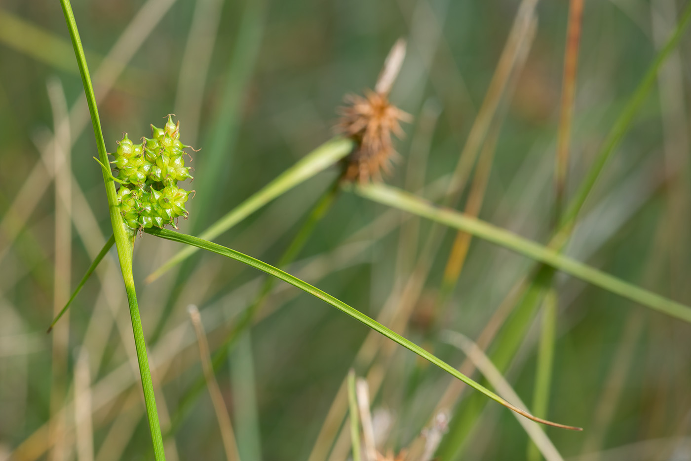 Изображение особи Carex bergrothii.