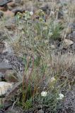 Artemisia furcata