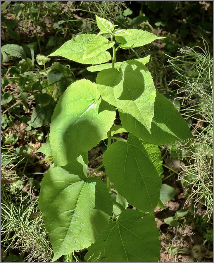 Image of Populus tremula specimen.