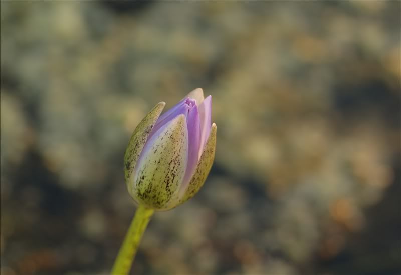 Image of genus Nymphaea specimen.