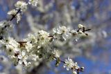 Prunus spinosa. Цветущая ветка. Казахстан, Туркестанская обл., с. Жабаглы. 6 апреля 2020 г.