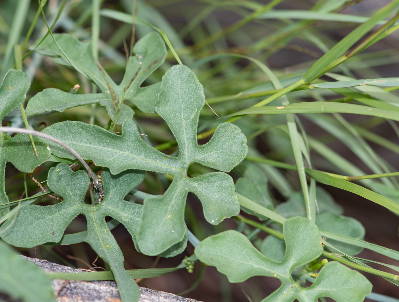 Image of Corallocarpus welwitschii specimen.