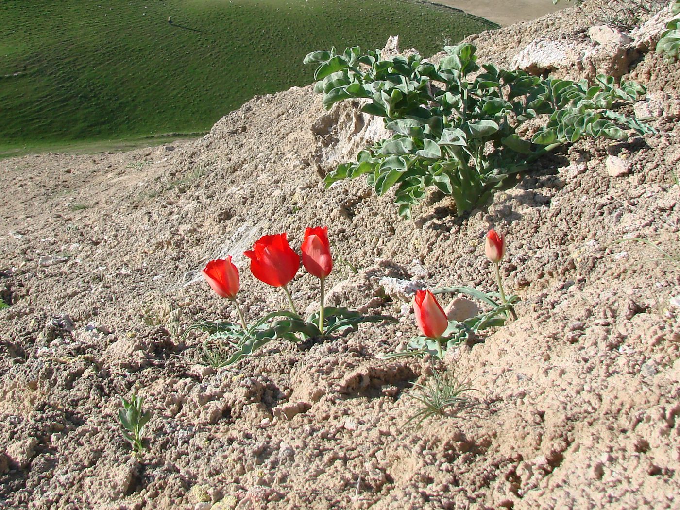 Изображение особи Tulipa korolkowii.