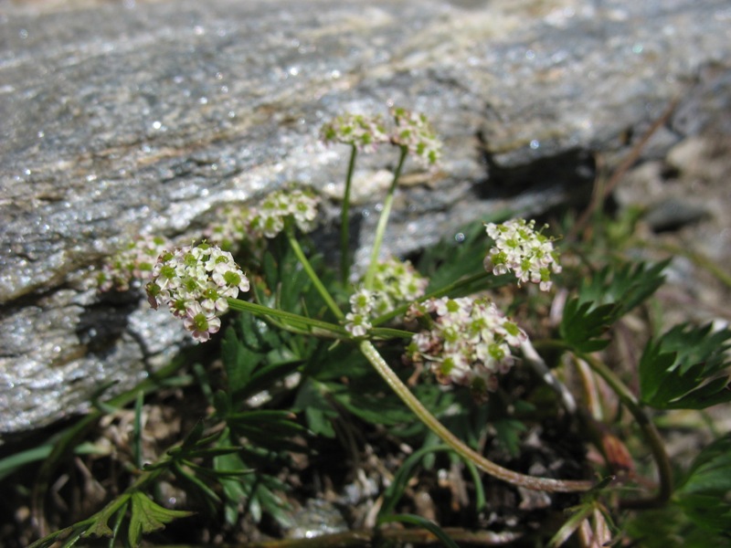 Image of Chaerophyllum humile specimen.