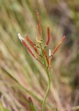 Arabidopsis petraea. Верхушка побега с соплодием. Красноярский край, г. Норильск, окр. р-на Талнах, на склоне горы. 11.07.2020.