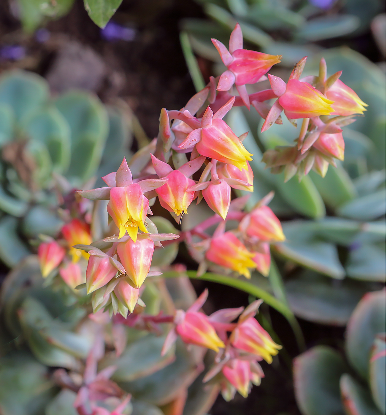 Image of genus Echeveria specimen.