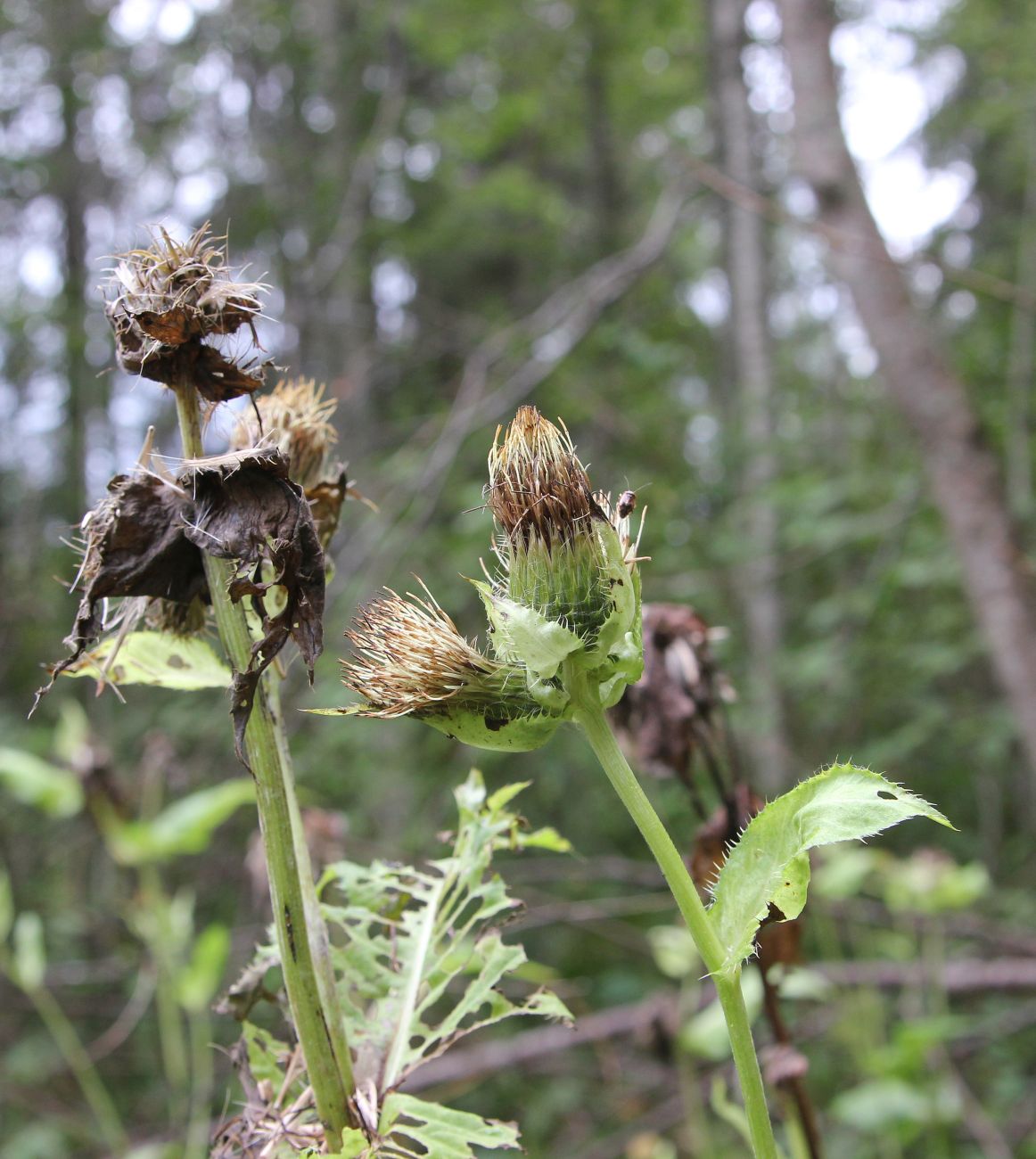 Image of Cirsium oleraceum specimen.