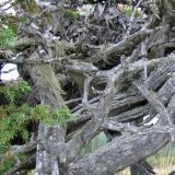 Juniperus niemannii. Старые стволы и веточка. Центральная часть Кольского полуострова в районе Кабанреки, лесотундра. 11.07.2006.