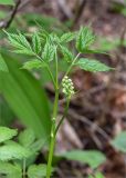 Actaea spicata. Верхушка побега с соцветиями в бутонах. Ленинградская обл., Волосовский р-н, окр. дер. Донцо, лиственный лес. 03.06.2020.