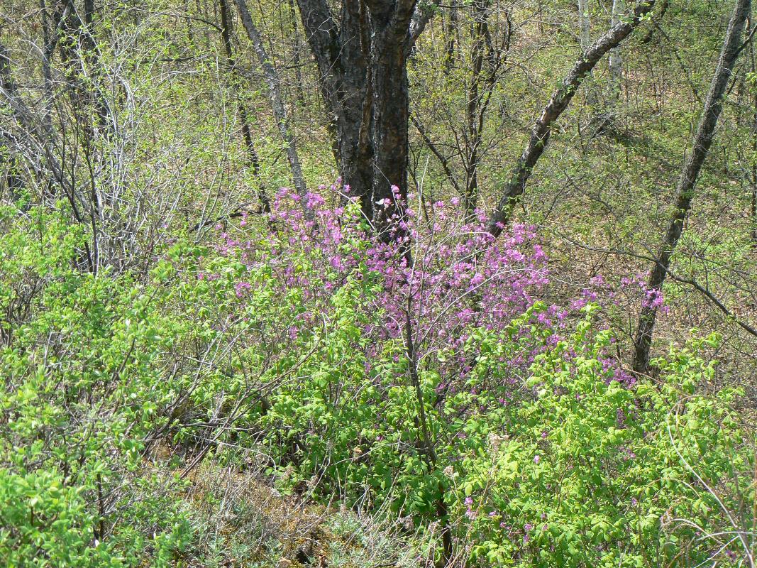 Image of Rhododendron dauricum specimen.