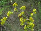 Galium verum