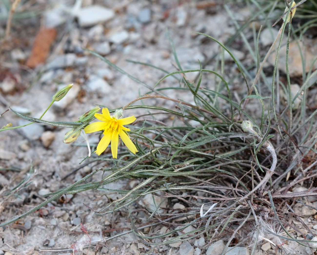 Image of genus Scorzonera specimen.