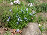 Hyacinthus orientalis. Клональная группа цветущих растений (вегетативно размножающийся культивар). Краснодарский край, г. Усть-Лабинск, в культуре на приусадебном участке. 04.04.2021.