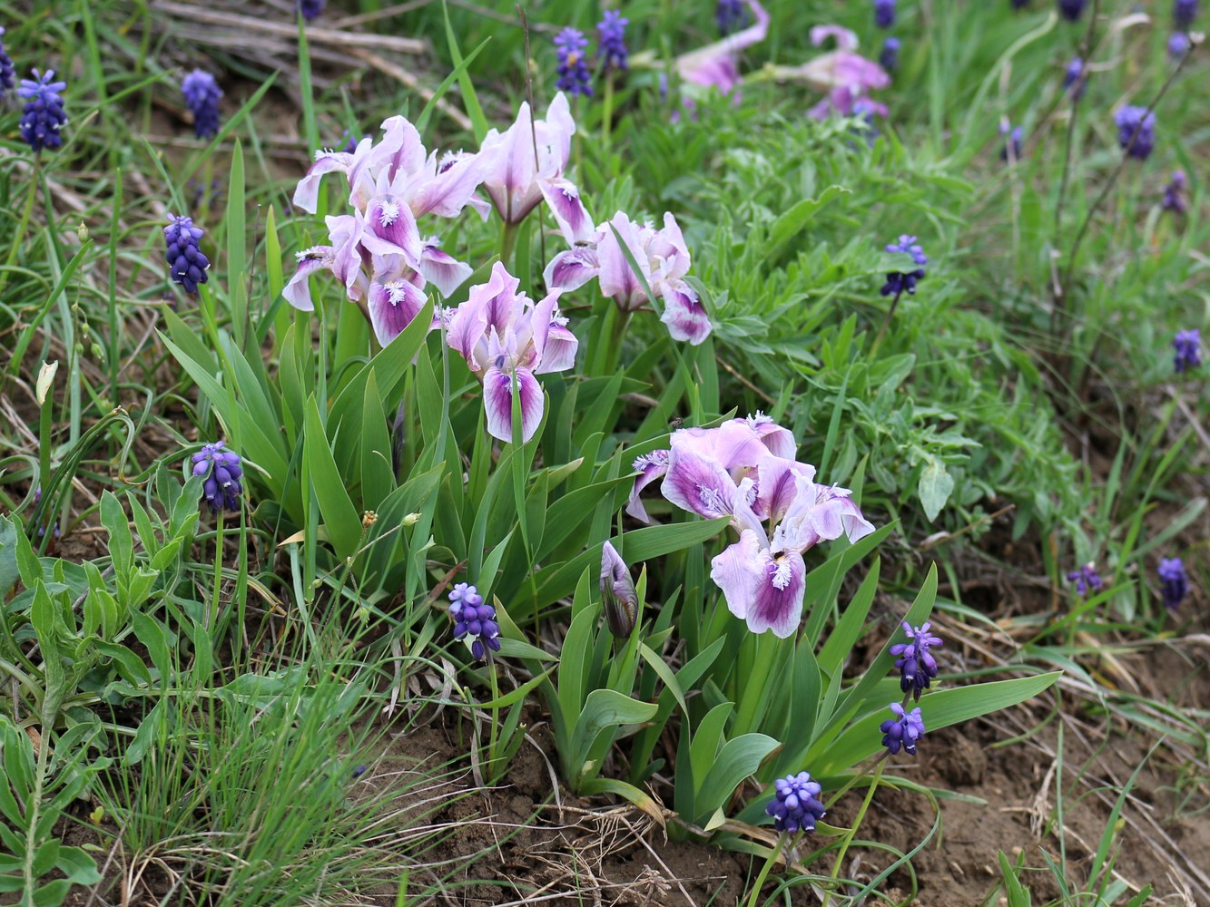 Image of Iris pumila specimen.