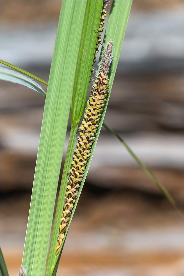 Изображение особи Carex aquatilis.