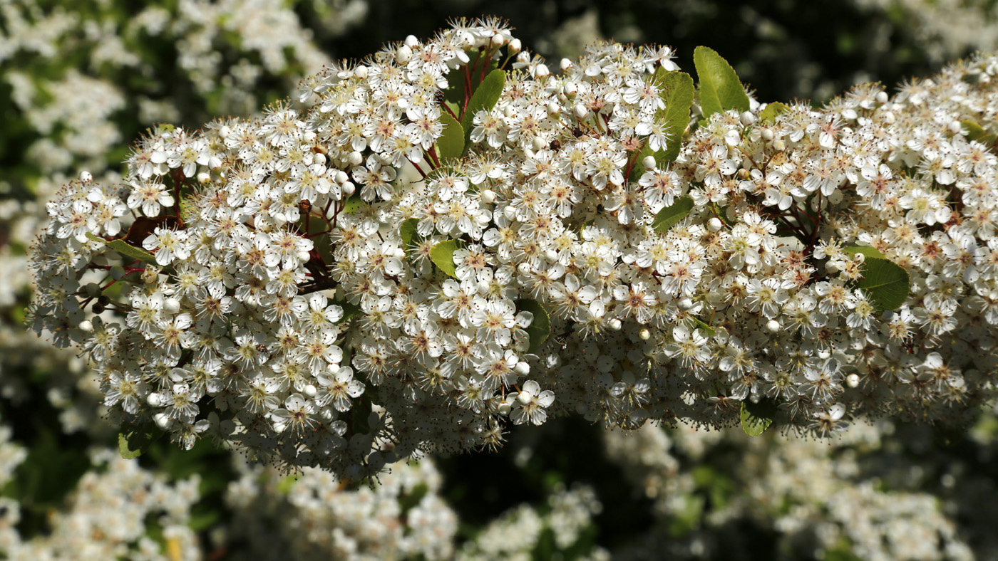 Image of genus Pyracantha specimen.